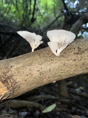 Favolus brasiliensis