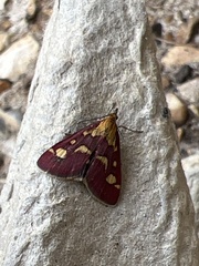 Pyrausta purpuralis