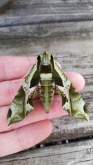 Eumorpha pandorus