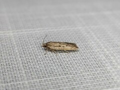 Acantholena siccella