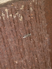 Aristotelia hexacopa