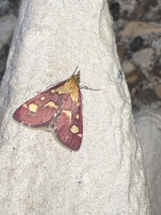 Pyrausta purpuralis