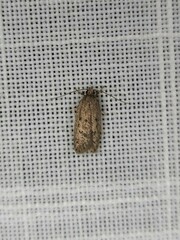 Acantholena siccella