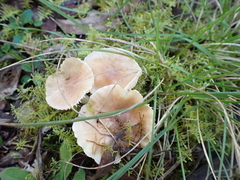 Singerocybe clitocyboides