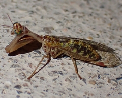 Mantispa styriaca