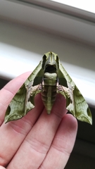 Eumorpha pandorus