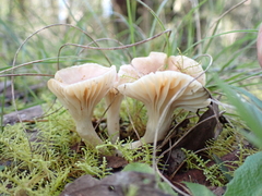 Singerocybe clitocyboides
