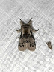 Iropoca rotundata