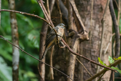 Cacomantis variolosus