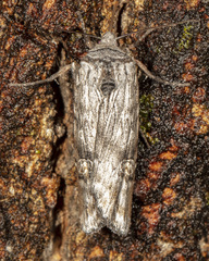 Lithomoia germana