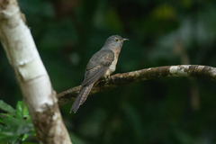 Cacomantis variolosus