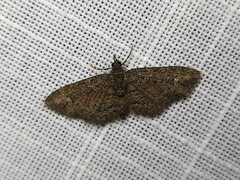 Pasiphilodes testulata