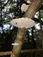 Favolus brasiliensis