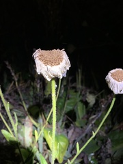 Leucanthemum × superbum