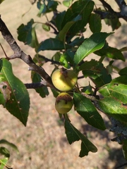 Malus sylvestris