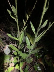 Leucanthemum × superbum