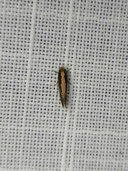 Monopis crocicapitella