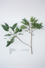 Elaeocarpus palembanicus