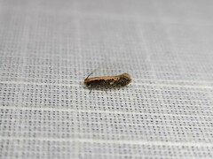 Monopis crocicapitella