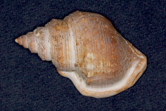 Struthiolaria papulosa