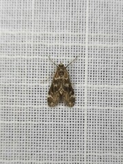 Hygraula nitens