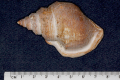 Struthiolaria papulosa