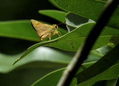 Ochlodes sylvanoides