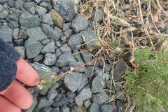 Alternanthera denticulata