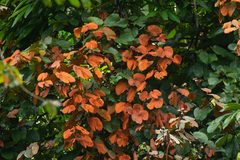 Phanera aureifolia