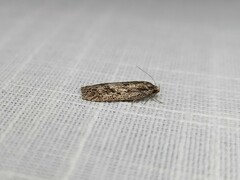 Acantholena siccella