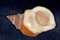 Struthiolaria papulosa