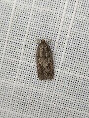 Acantholena siccella
