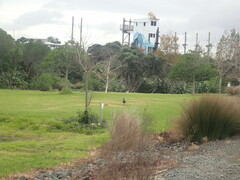 Porphyrio melanotus melanotus