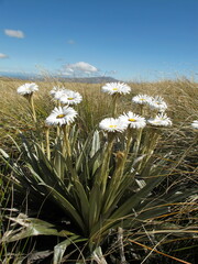 Celmisia semicordata aurigans
