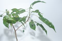 Elaeocarpus palembanicus