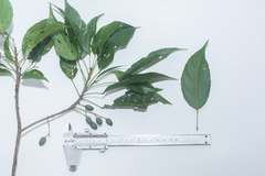 Elaeocarpus palembanicus