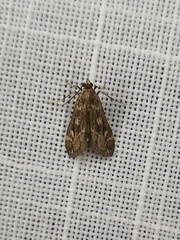 Hygraula nitens