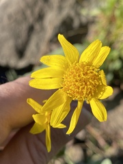 Arnica