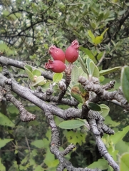 Malacomeles denticulata
