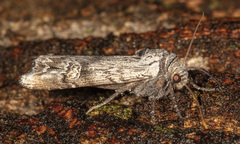 Lithomoia germana