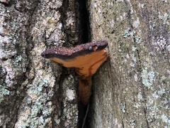 Inonotus