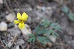 Viola sheltonii
