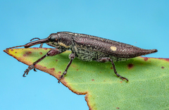 Rhinotia bidentata