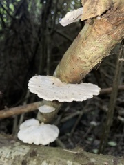 Favolus brasiliensis