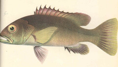 African Brown Snapper photo 3