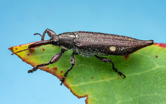Rhinotia bidentata