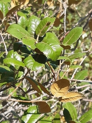 Quercus alnifolia