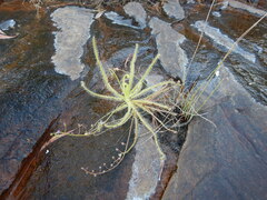 Drosera finlaysoniana
