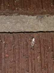 Aristotelia hexacopa