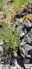 Lomatium brandegeei
